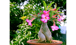 ADENIUM