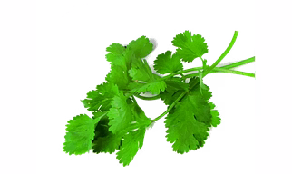 Coriander Leaves
