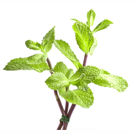 mint leaves
