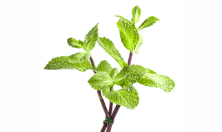 Mint Leaves