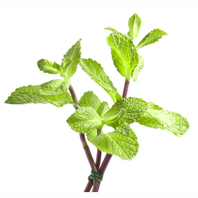 mint leaves