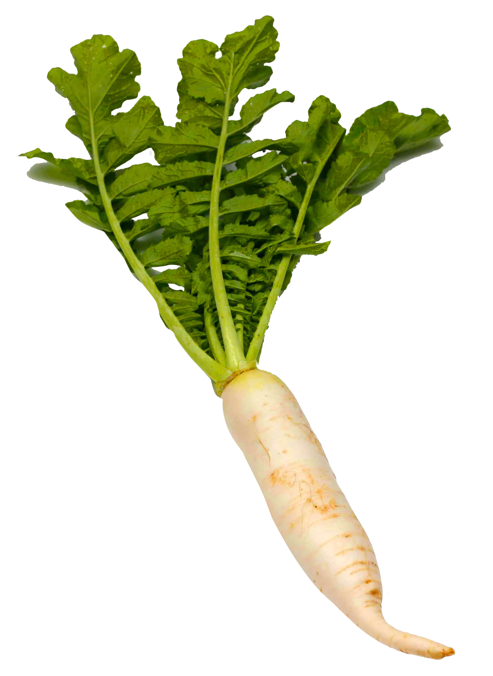 Radish image 1