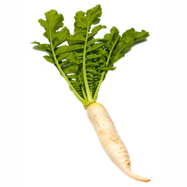 radish