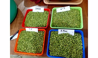 Premium Indian "Green Cardamom" Whole Pods Multiple Sizes for Export