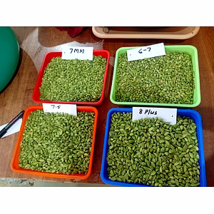 Premium Indian "Green Cardamom" Whole Pods Multiple Sizes for Export