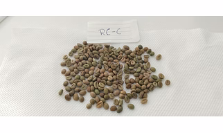 Premium Raw Coffee Beans – Unroasted Arabica/Robusta Coffee Beans from India
