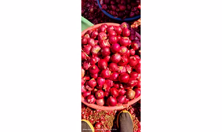Fresh Red Onions – Export Quality Indian Red Onion for Bulk Supply