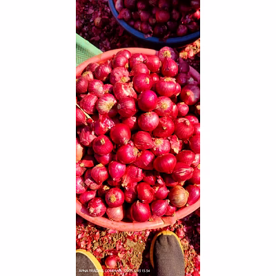 fresh red onions – export quality indian red onion for bulk supply