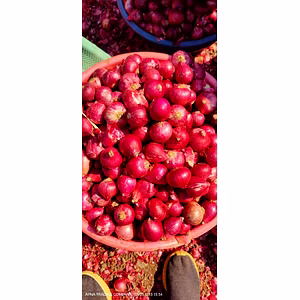 Fresh Red Onions – Export Quality Indian Red Onion for Bulk Supply