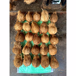 whole mature coconut for export – fresh coconuts from india