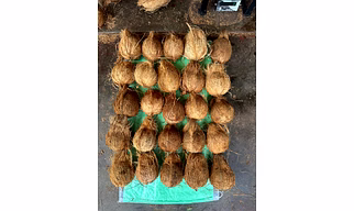 Whole Mature Coconut for Export – Fresh Coconuts from India