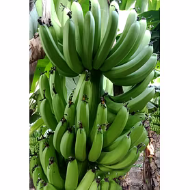 G9 Cavendish Banana