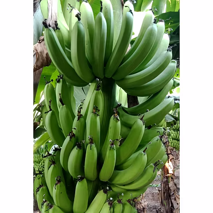 G9 Cavendish Banana-918465-8f686b7d