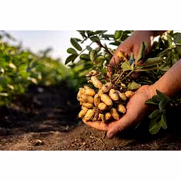 groundnut