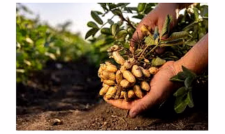 Groundnut