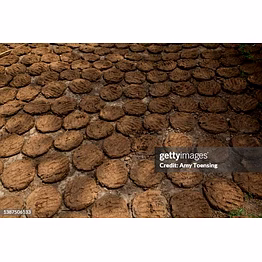 cow dung