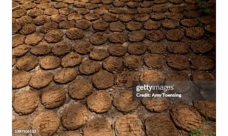 Cow dung