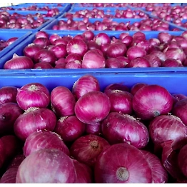 Onion