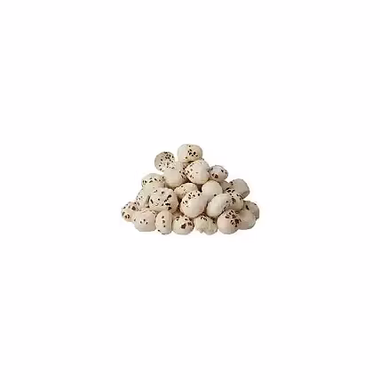 Fox nut-12717715