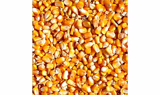 Yellow Maize (Non-GMO) – Grade A Feed Corn | 14% Moisture | Indian Origin for Export & Domestic