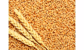 Premium Indian Milling Wheat (14% Protein) - High-Quality Bihar & West Bengal Crop for Global Export
