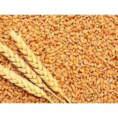 premium indian milling wheat (14% protein) - high-quality bihar & west bengal crop for global export
