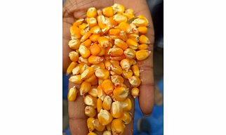Maize