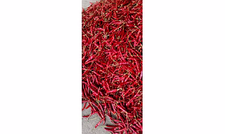 Teja/S17 (Dry Red Chilli)