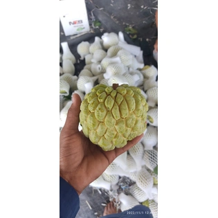 Fresh Custard Apple