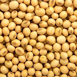 soyabean