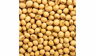 Soyabean