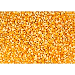Yellow maize