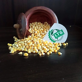 Yellow Maize