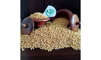 Wheat