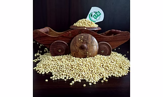 Sorghum