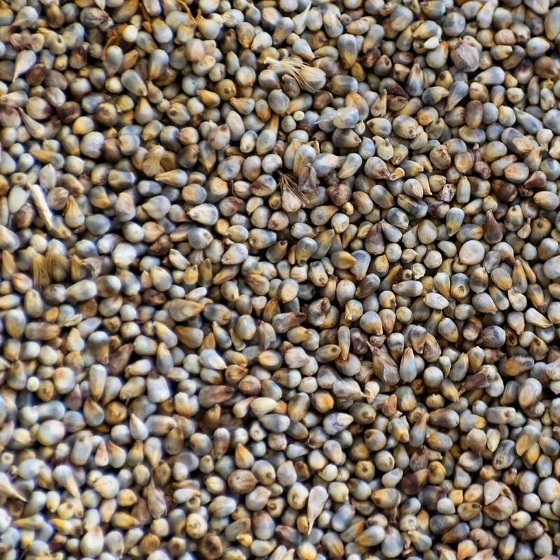 Millet/Bajra-agri1016