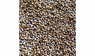 Millet/Bajra