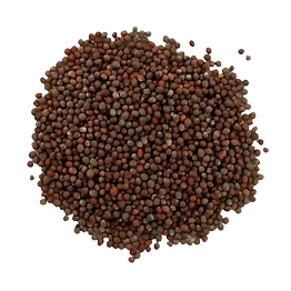 Meelo Mustard Seed