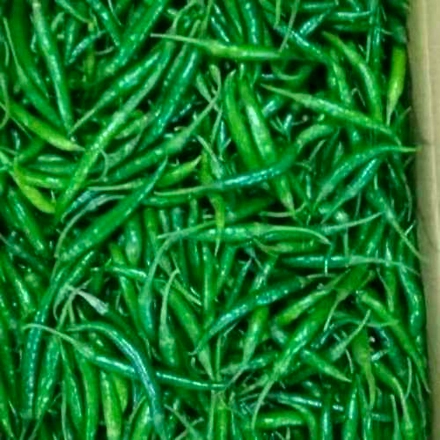 G 4 GREEN CHILI-3