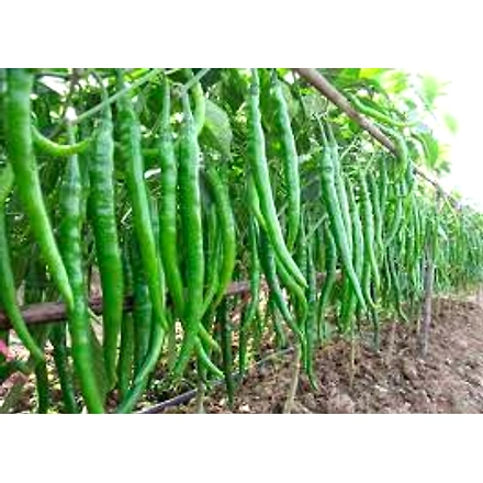 G 4 GREEN CHILI-2