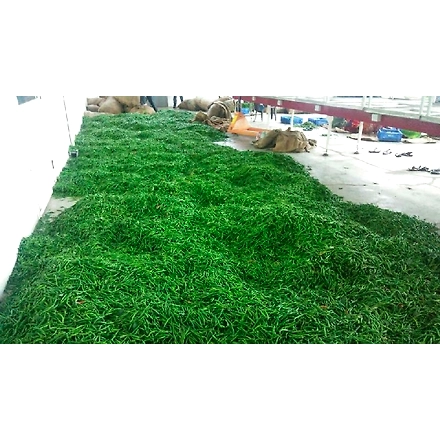 G 4 GREEN CHILI-4