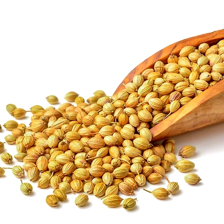 CORIANDER SEEDS-12363378