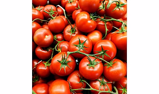 Tomato