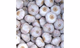 Garlic
