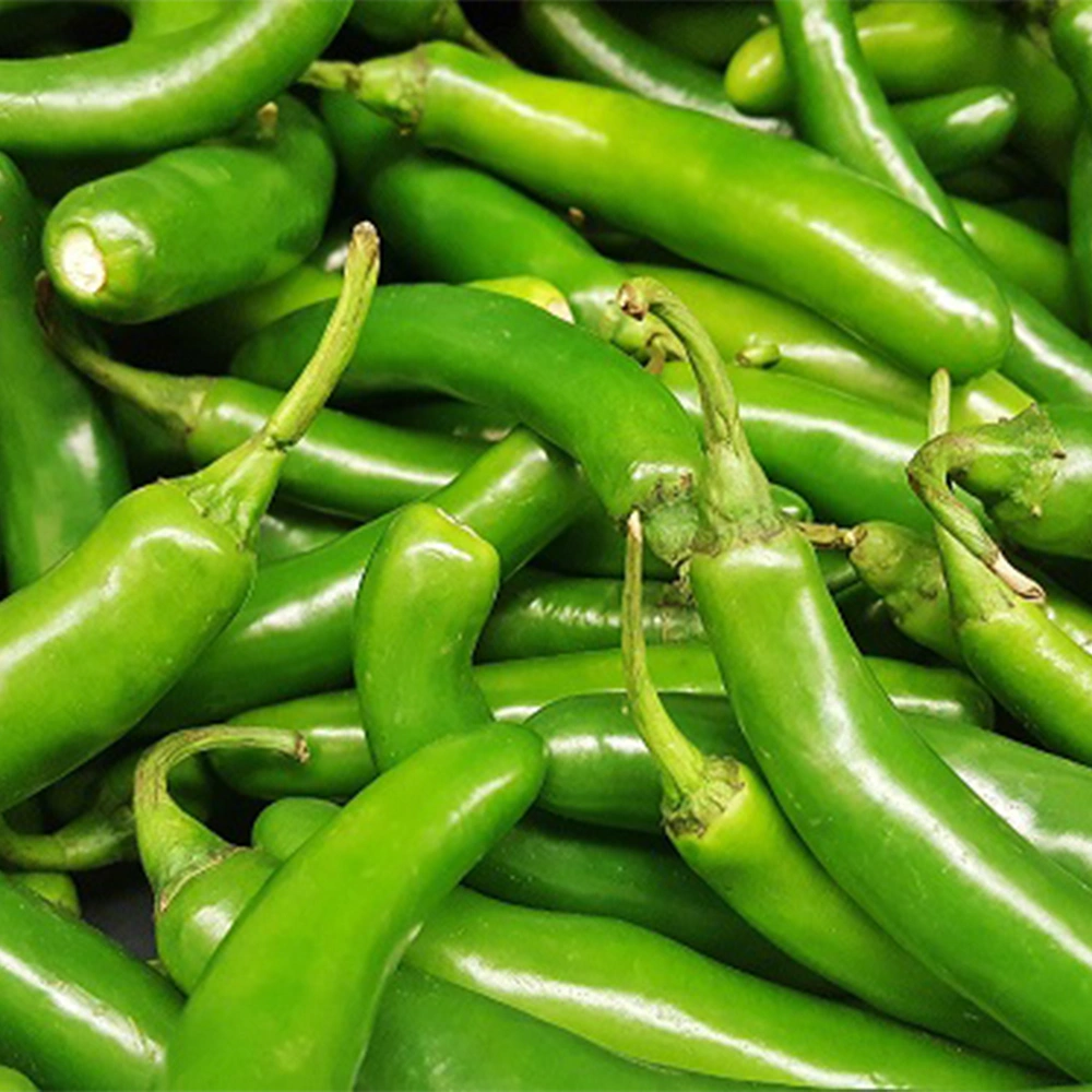 Green Chilli-1006