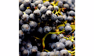 Grapes