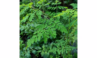 Moringa Leaves