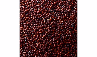Finger Millet