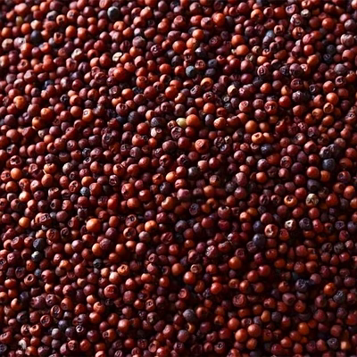 finger millet