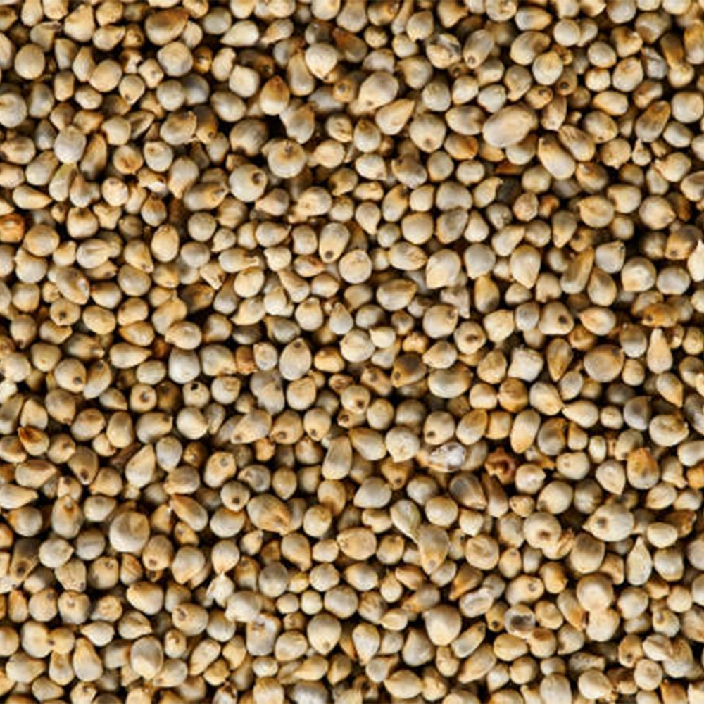 Pearl Millet-1018